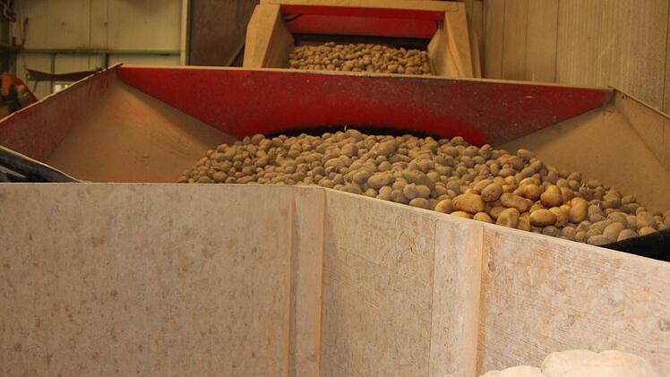 Kartoffeln werden aufs Förderband verladen.