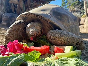 Galapagos-Schildkröte im Zoo von San Diego