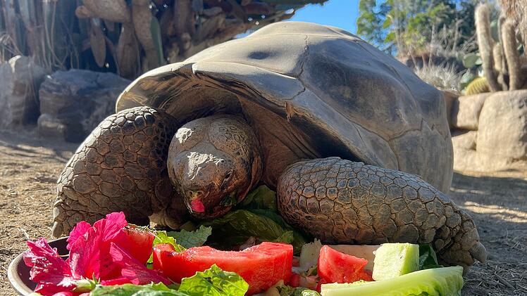 Galapagos-Schildkröte im Zoo von San Diego