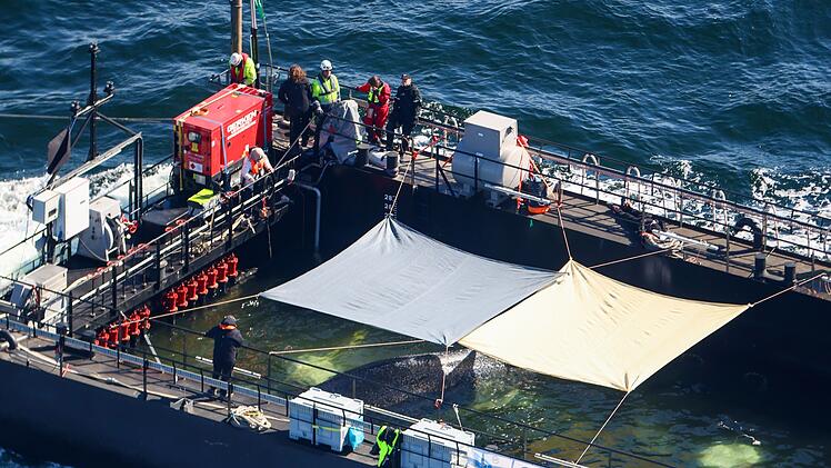 Weitere Entwicklung zum Buckelwal in der Ostsee