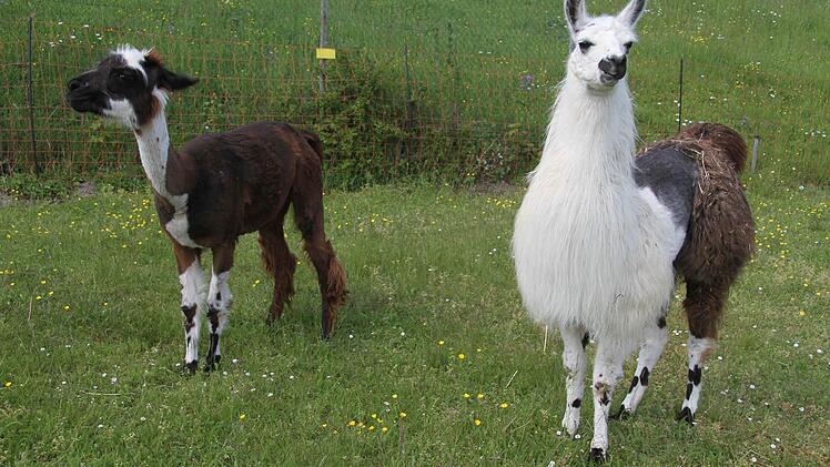 Samuel Müller ist fasziniert von den Lamas. "Lamas sind die Delfine der Weide", schwärmt er und erhofft sich gute Erfolge bei den Freizeiten mit ADHS-Kindern Foto: Sonja Adam