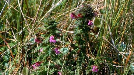 Das  Sumpf-Läusekraut (Pedicularis palustris), hier eine Aufnahme von 2005, konnte 2018 im Helmersbacher Schilf nicht mehr gefunden werden. Walter Hartmann