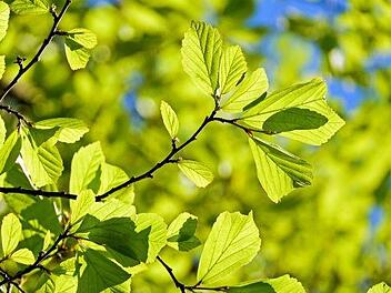 Laubbäume sind wahre Wunder der Natur: Sie filtern die Luft, bieten Lebesnraum und Sonnenschutz. Foto: Couleur/ pixabay.com
