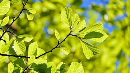 Laubbäume sind wahre Wunder der Natur: Sie filtern die Luft, bieten Lebesnraum und Sonnenschutz. Foto: Couleur/ pixabay.com