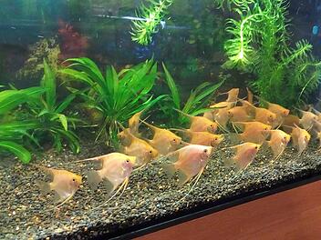Ein Schwarm Skalare: Solche und andere Zierfische sind bei der Börse zu sehen.  Foto: Aquarienverein