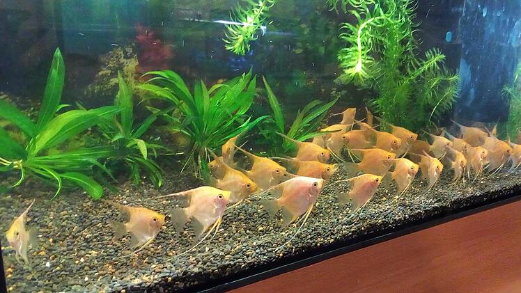 Ein Schwarm Skalare: Solche und andere Zierfische sind bei der Börse zu sehen.  Foto: Aquarienverein