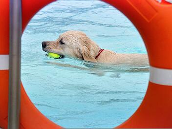 W&uuml;rzburg: Dallenbergbad l&auml;dt zu Hundebadetag ein - was Besitzer beachten m&uuml;ssen