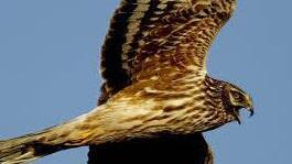 Die Kornweihe ist ein in Deutschland sehr seltener Vogel - in der Eisenwinder Flur wurde er zuletzt mehrfach gesehen. Foto: Wikipedia