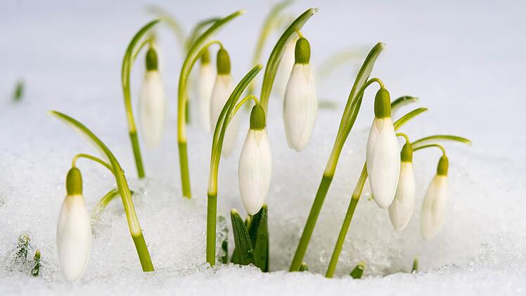 Frühblüher nutzen das Licht im Spätwinter und Frühling. Symbolbild: Patrick Pleul/dpa
