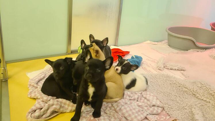 Tierheim Nürnberg: Welpen "aus schlechter Haltung befreit" - Tierschützer mit wichtiger Bitte