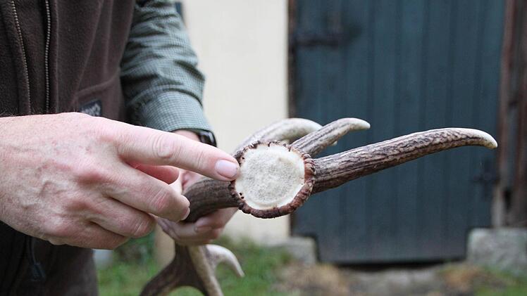 An der Abbruchstelle kann Harm Humburg den Zustand der Geweihe ablesen.