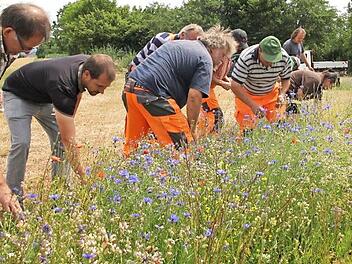 Kreisfachberater Johannes Bayer (Zweiter von links) an der Wildblumenwiese in Aidhausen - andere Flächen im Landkreis sind noch kahl. Foto: Rudel