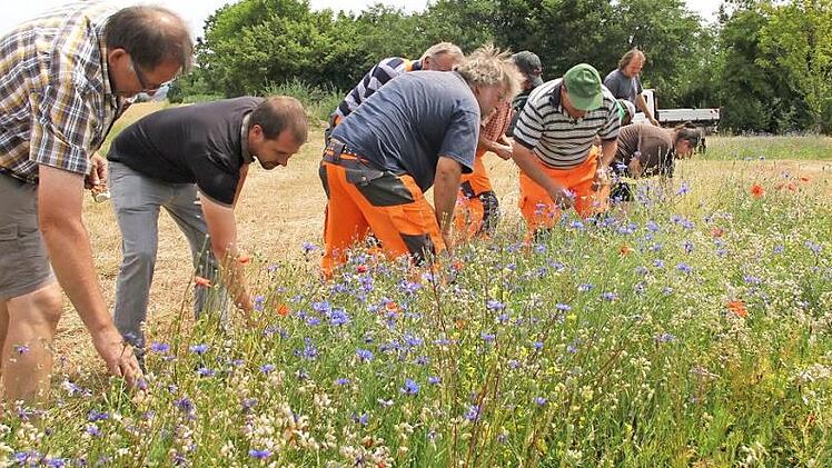 Kreisfachberater Johannes Bayer (Zweiter von links) an der Wildblumenwiese in Aidhausen - andere Flächen im Landkreis sind noch kahl. Foto: Rudel