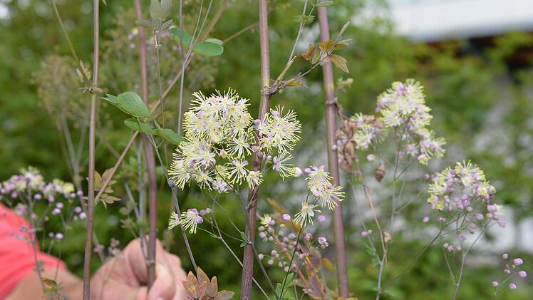 Foto: Ronald Rinklef