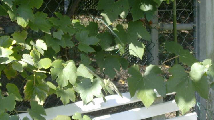 Im Garten der Familie Trautner in Gräfenberg. Foto: Petra Malbrich