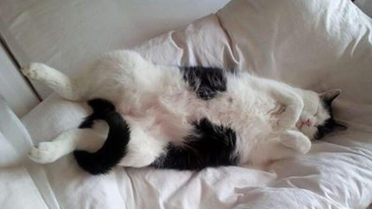 Keiner kann so schön entspannen wie eine Katze - in diesem Fall Fridolin von Tageblatt-Facebookfreundin Martina Steinberger. Foto: privat
