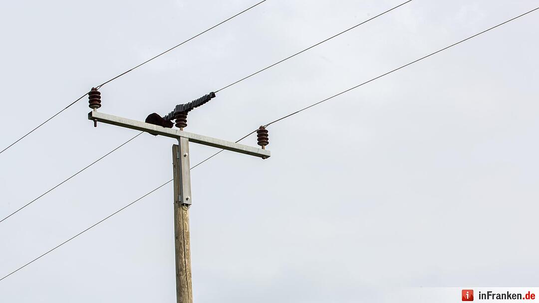Katze Molli löst Feuerwehreinsatz aus