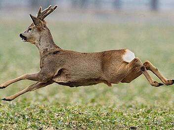 &laquo;Liebestolle&raquo; Rehe machen Stra&szlig;en unsicher