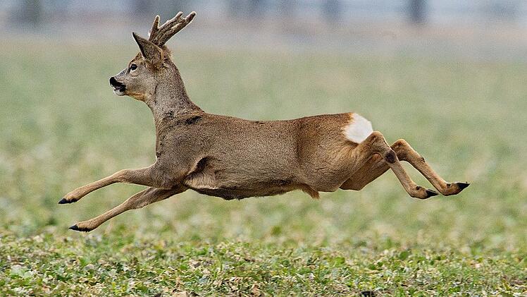 &laquo;Liebestolle&raquo; Rehe machen Stra&szlig;en unsicher