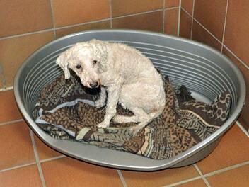 Ein Hund sowie 25 Vögel wurden aus einem Haus gerettet. Die Tiere waren in einem verwahrlosten Zustand. Foto: Tierheim Hof