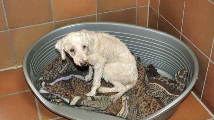 Ein Hund sowie 25 Vögel wurden aus einem Haus gerettet. Die Tiere waren in einem verwahrlosten Zustand. Foto: Tierheim Hof