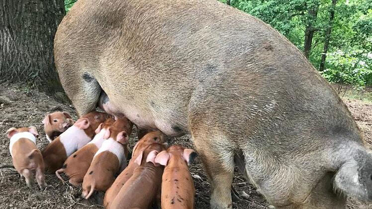 Über glückliche  Schweine in der Freilandhaltung freuen sich die Tiere und die Landwirtin. Foto: Agnieszka Brand