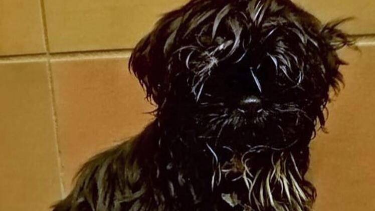 Tierheim Hof: Wieder einmal ausgesetzte Hunde gefunden - Hohe Belohnung auf "Hobbyzüchter" ausgesetzt