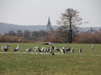 Edmund Lenz' derzeitige Winterfütterung nehmen offenbar nicht nur die Höchstadter Störche gerne an.  Foto: Edmund Lenz