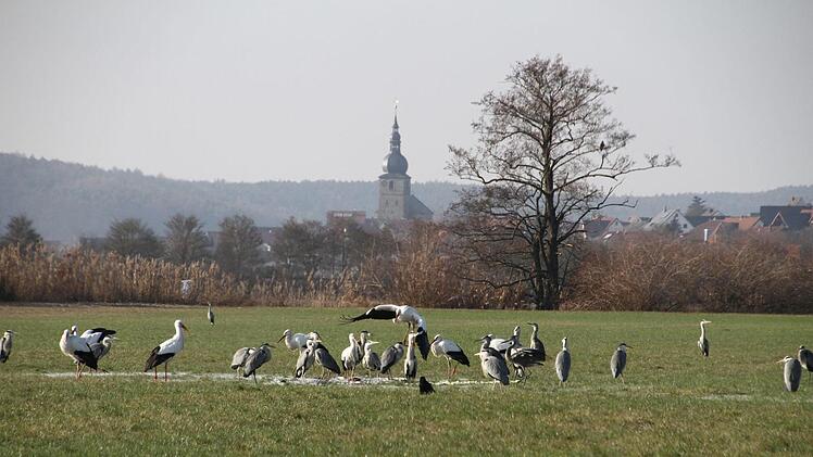 Edmund Lenz' derzeitige Winterfütterung nehmen offenbar nicht nur die Höchstadter Störche gerne an.  Foto: Edmund Lenz