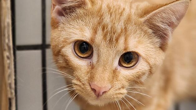 Tierheim Oberndorf stellt "kleines Wunder" vor - Tortur überstanden