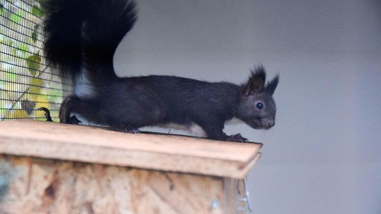 Foto: Ronald Rinklef
