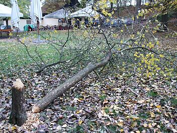 Durchgenagt: Der Birnbaum im Biergarten ist gefällt.  Foto: Klaus Schmitt