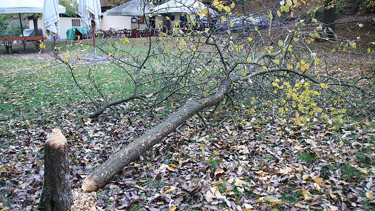 Durchgenagt: Der Birnbaum im Biergarten ist gefällt.  Foto: Klaus Schmitt