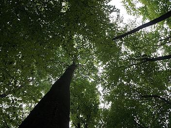 Den Anstieg der Holzpreise bekommen auch die Bürger zu spüren: Nach einer Steigerung von 40 auf 45 Euro pro Ster im vergangenen Jahr wurde der Holzpreis nun auf 50 Euro angehoben. Foto: Gerd Schaar