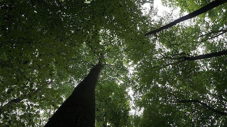 Den Anstieg der Holzpreise bekommen auch die Bürger zu spüren: Nach einer Steigerung von 40 auf 45 Euro pro Ster im vergangenen Jahr wurde der Holzpreis nun auf 50 Euro angehoben. Foto: Gerd Schaar