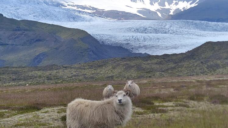 Vor einer Gletscherzunge des Vatnaj&ouml;kul weiden einige Schafe. Foto: privat