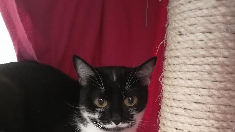 Tierheim Bamberg: Katze Aqua aus Tierhortung sucht "Menschen, die sich trotz allem in sie verlieben"