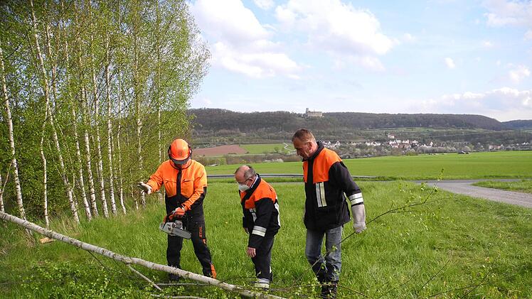 Im Wald wurde die Birke frisch geschlagen. Foto: ssp