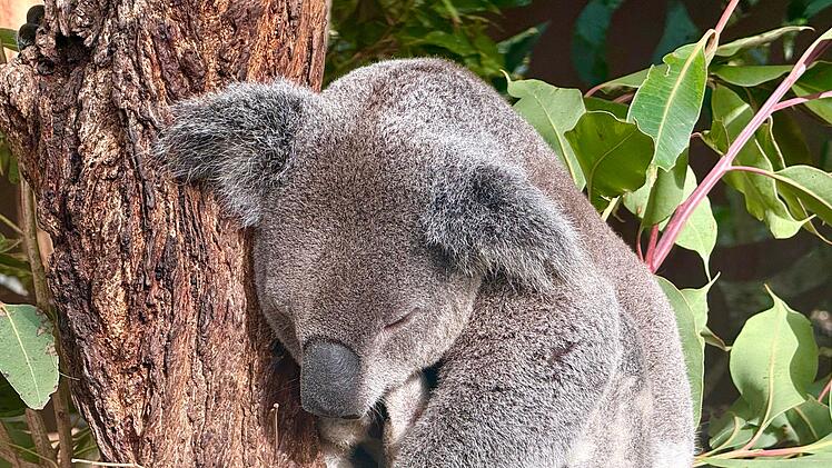 Koala-Schutzzentrum in Brisbane