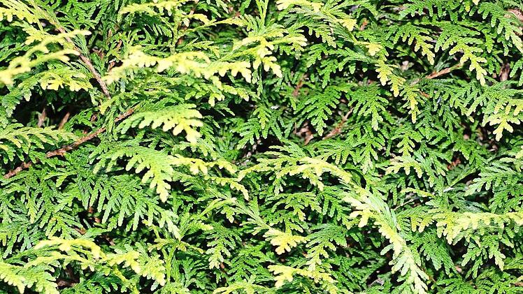 Thuja  Foto: M. Zimmermann, pixabay