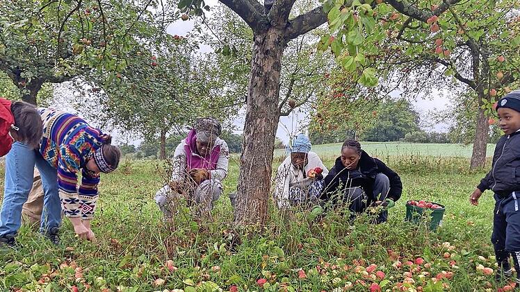 Bei der Apfelernte auf den Streuobstwiesen halfen neben den &uuml;blichen Aktiven in der Kreisgruppe des Bundes Naturschutz auch drei Frauen von der Elfenbeink&uuml;ste und ihre Kinder mit.