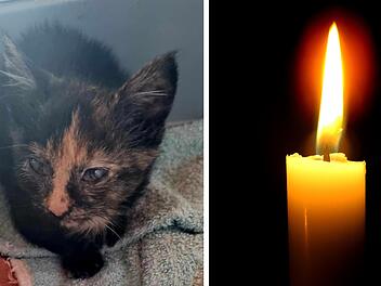 Tierhilfe Schweinfurt mit traurigem Update zu Kätzchen: "Wir hatten keine Chance"