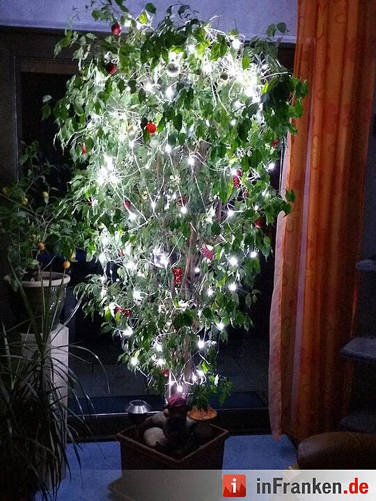 Weihnachten in Franken: Die Christbäume unserer Leser