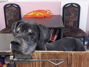 Tierheim Kronach mit Appell: Hund Jasha wurde abgegeben - "können uns sein Futter nicht mehr leisten" Tierheim Kronach mit Appell: Hund Jasha wurde abgegeben - "können uns sein Futter nicht mehr leisten"