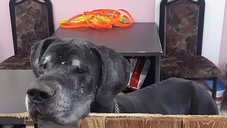 Tierheim Kronach mit Appell: Hund Jasha wurde abgegeben - "können uns sein Futter nicht mehr leisten"