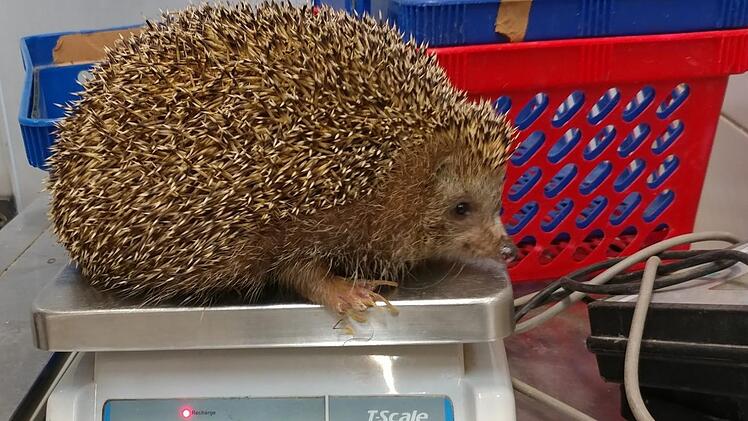 Fast dreimal so schwer wie normal, zu dick zum laufen und zum einrollen - dieser Igel braucht dringend eine Diät. Foto: Jigal Horowitz/Safari-Zoo Ramat Gan /dpa