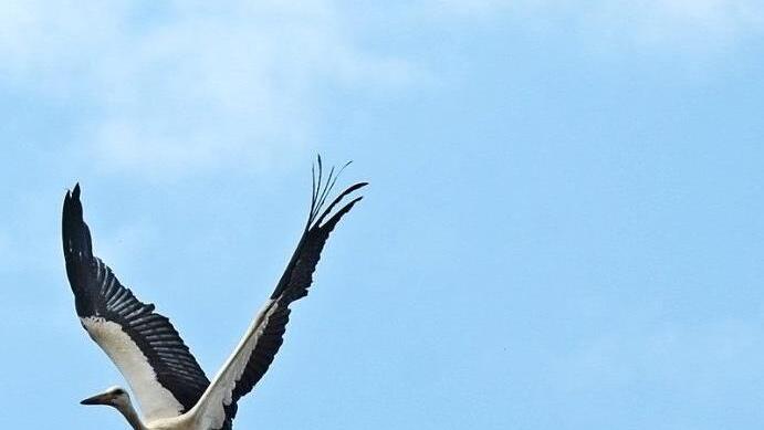 Ein Jungstorch setzt zum Flug an.