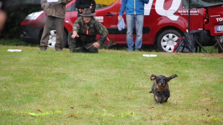 Ida gibt alles. Für einen Sieg muss sie allerdings noch ein paar Dackelstärken schneller werden. Foto: Mariell Dörrschmidt