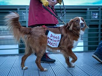 Protest-Hund
