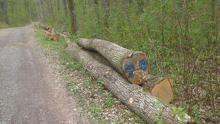 Die Stämme liegen zum Abtransport bereit. Foto: Stefan Geiger